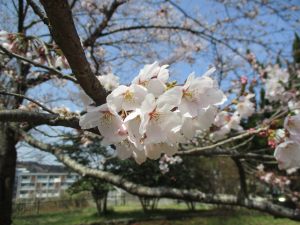 春爛漫～片平公園の桜