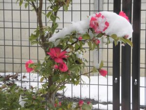 雪の中、力強く咲く椿