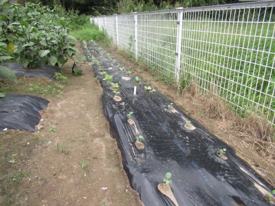9月の大沢農学校で植えた白菜とブロッコリーの苗も元気にピンと成長しています。