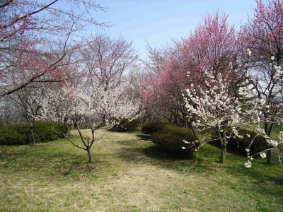 長命館公園の紅白の梅の花