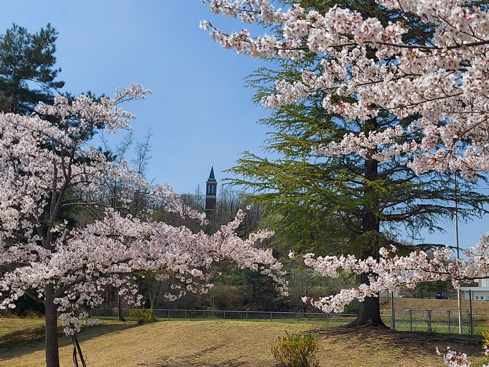満開の桜ととんがりタワー