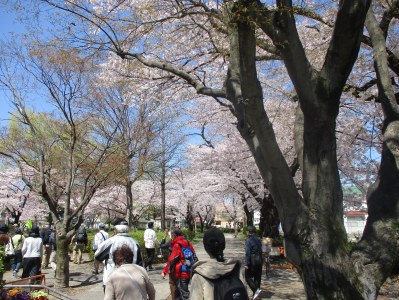 「みやぎの桜散歩」が開催されました