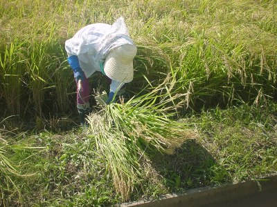 稲を手刈りする女性
