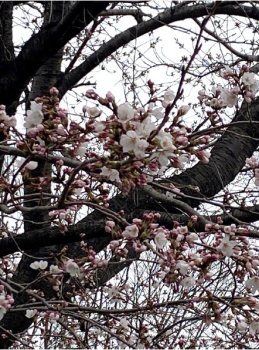田子二丁目公園の桜