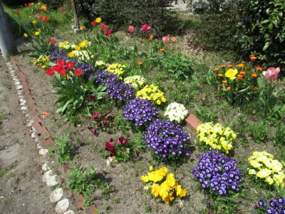 春の花々