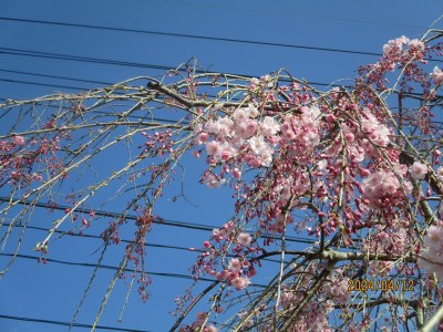 八重咲きの桜です。