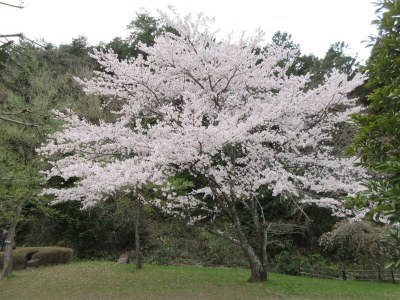 台原森林公園の桜が満開です
