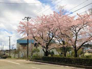 2022.4月　地域の桜・チューリップが見頃です🌸