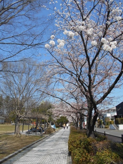 貝ヶ森中央公園前の桜