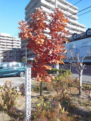 令和2年11月の初旬、秋から冬の装いに変わりつつある柏の木です。