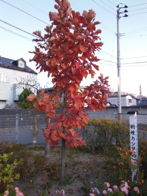 令和2年12月1日、赤く色づいた柏の木です。