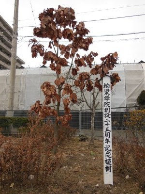 令和3年1月18日、冬になっても葉を落とさずに立っている柏の木です。