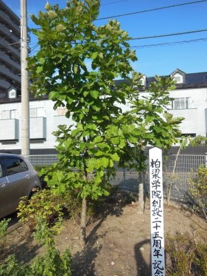 残暑厳しい令和2年9月8日の柏の木です。緑の葉に覆われました。