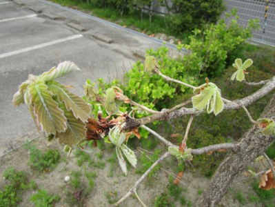 古い葉と新芽が同居している令和2年5月23日の柏の木の姿です。