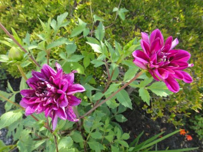 カクタス咲きの紫のダリア