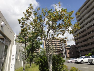 駐車場わきのキンモクセイです。平成１０年４月に記念植樹されました。