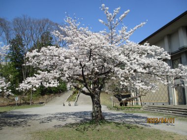 令和5年　片平公園の桜の花が満開になりました。