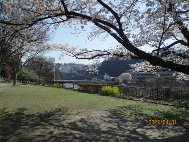 青空と桜と霊屋橋