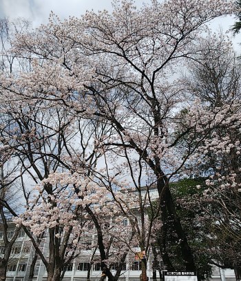 木町通小学校をバックにきれいに咲いています。