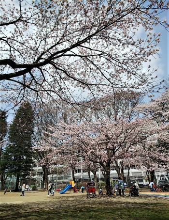 思い思いに桜を楽しんでいます。