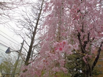 ソメイヨシノは葉桜になりかけていますが、今はしだれ桜が満開です！
