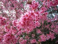 北山五山の桜の写真です