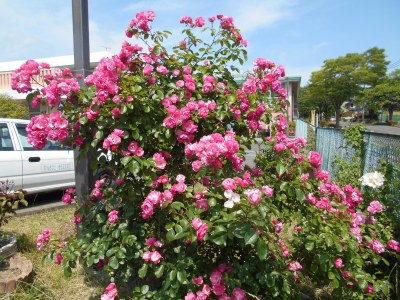 中山市民センターの駐車場周辺にたくさんのバラが咲いています