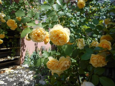 中庭のバラは館内からも見ることができます