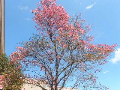 市民センターに向かって正面左には赤く色づくハナミズキが咲いています。