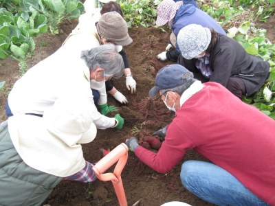 １１月の講座のためにサツマイモの掘り方を復習しました。