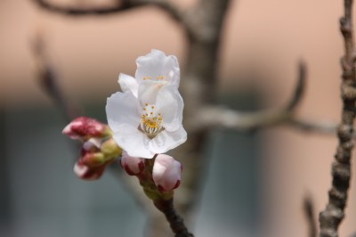 大沢市民センターの桜もようやく咲きました。