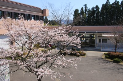 館庭の桜が満開になりました。