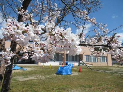 館庭の桜はおおよそ八分咲きです。満開までもう少しです。