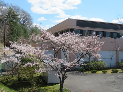 体育館脇の桜はほぼ満開です。青空にきれいに映えていました。