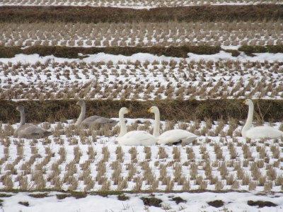 雪と稲に紛れて見え辛いのですが、大人の白鳥が３羽、子どもの白鳥が２羽いました。