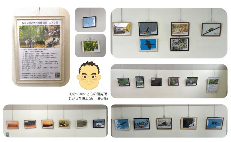 展示ギャラリー　むかい＊いきもの研究所カメラ部1
