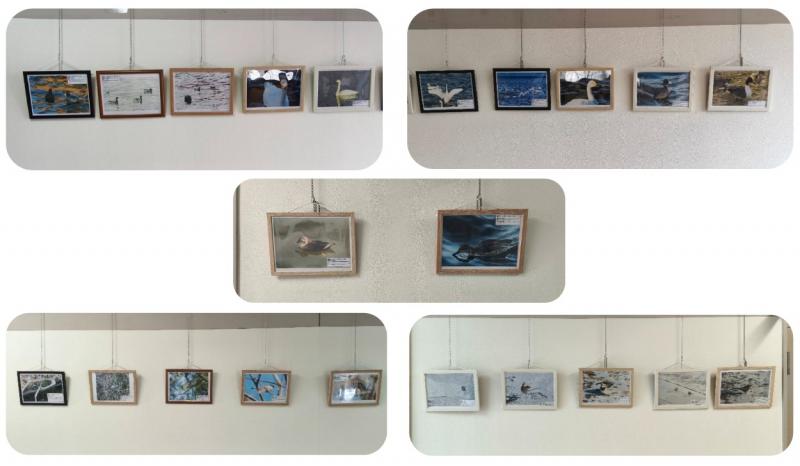 展示ギャラリー　むかい＊いきもの研究所カメラ部2