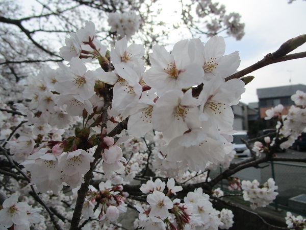 九ヶ村堀の桜
