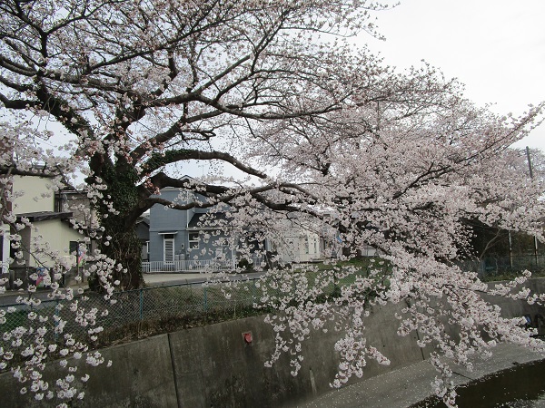 九ヶ村堀沿いの桜