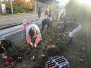 花プロ秋冬花壇定植