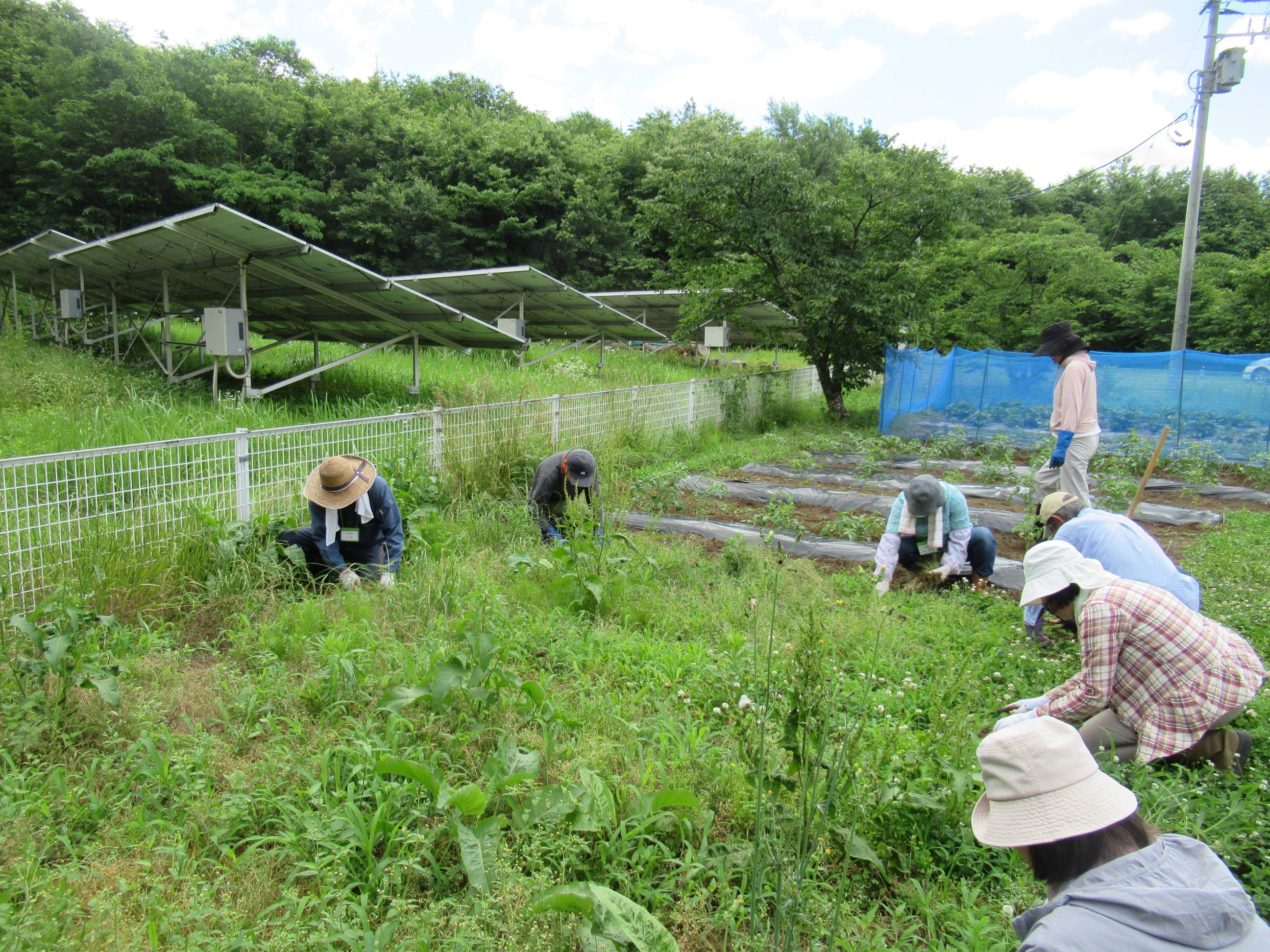 黙々と除草作業に取り組みました。