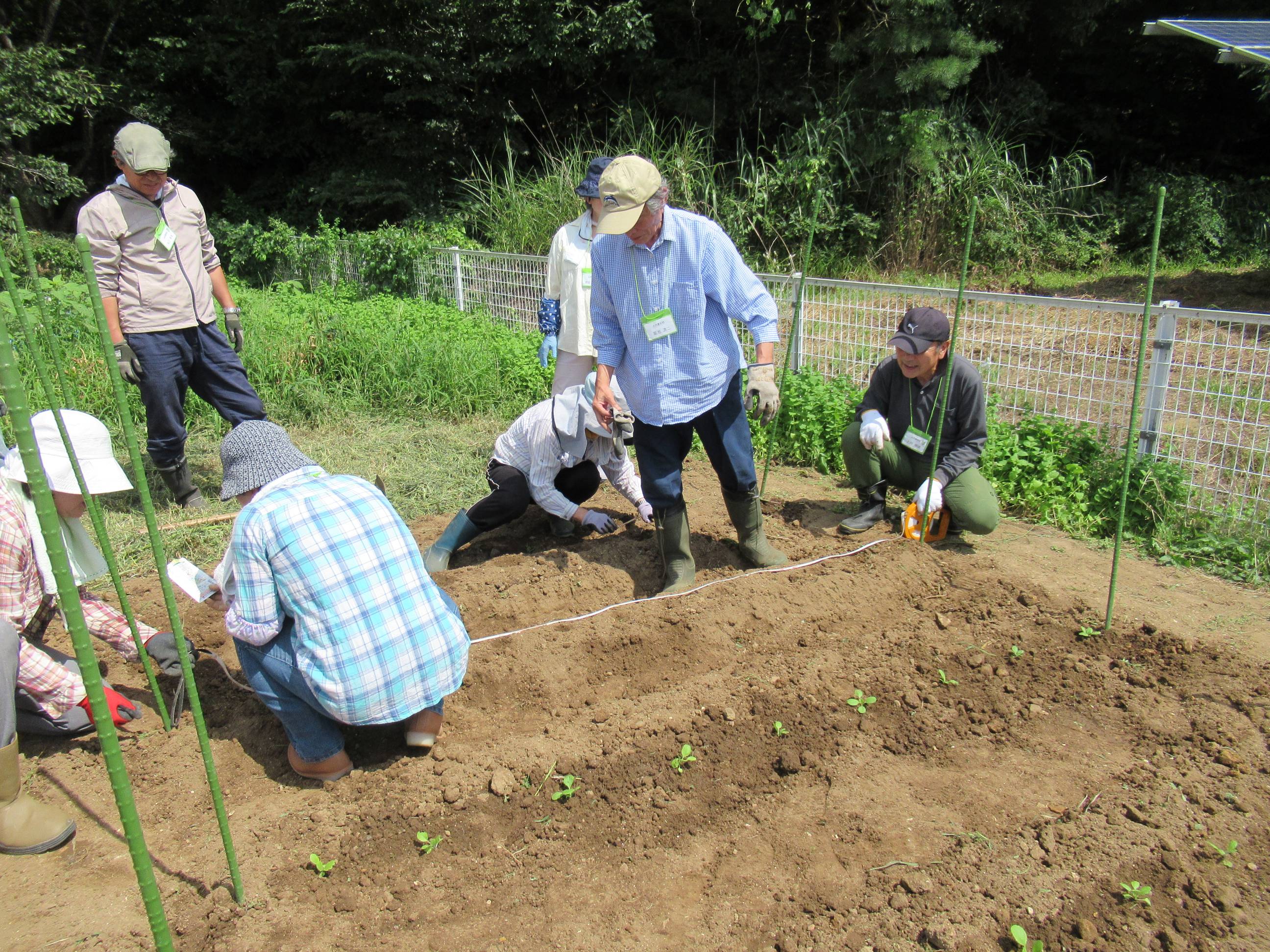 白菜の苗を定植しました。