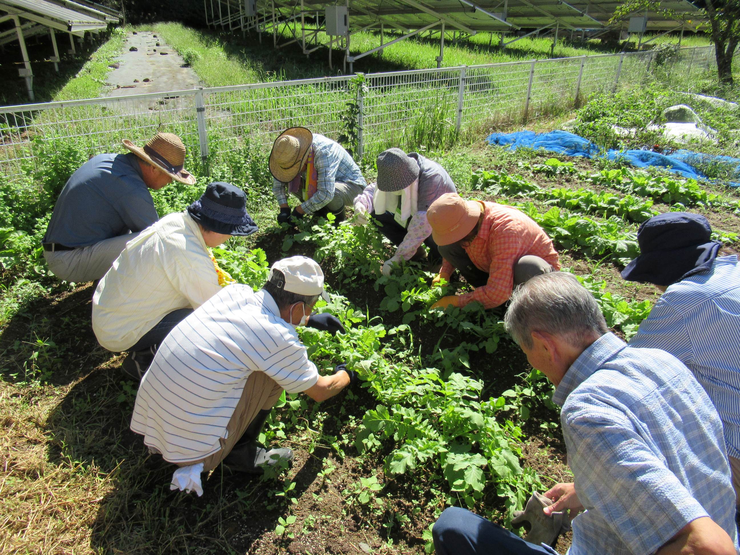 一列に並んで大根の間引き作業。