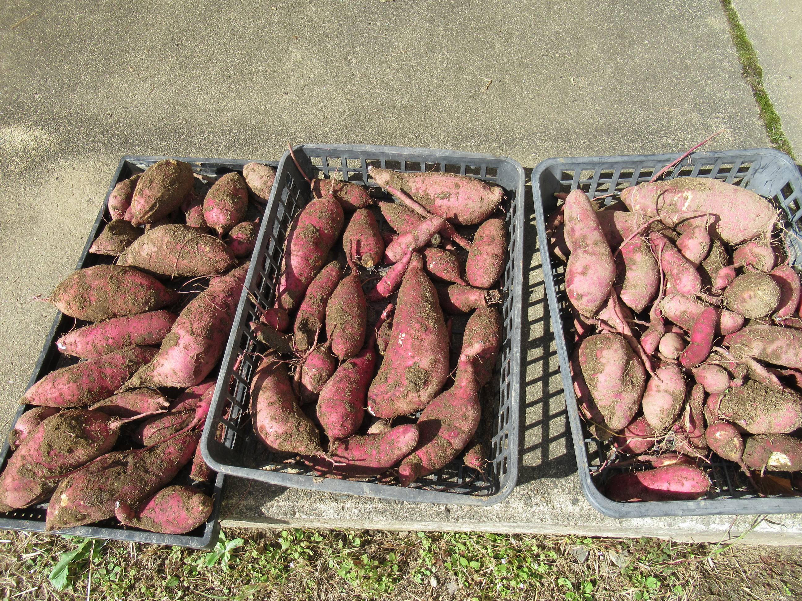 動物の被害を免れて残っていたさつまいも。