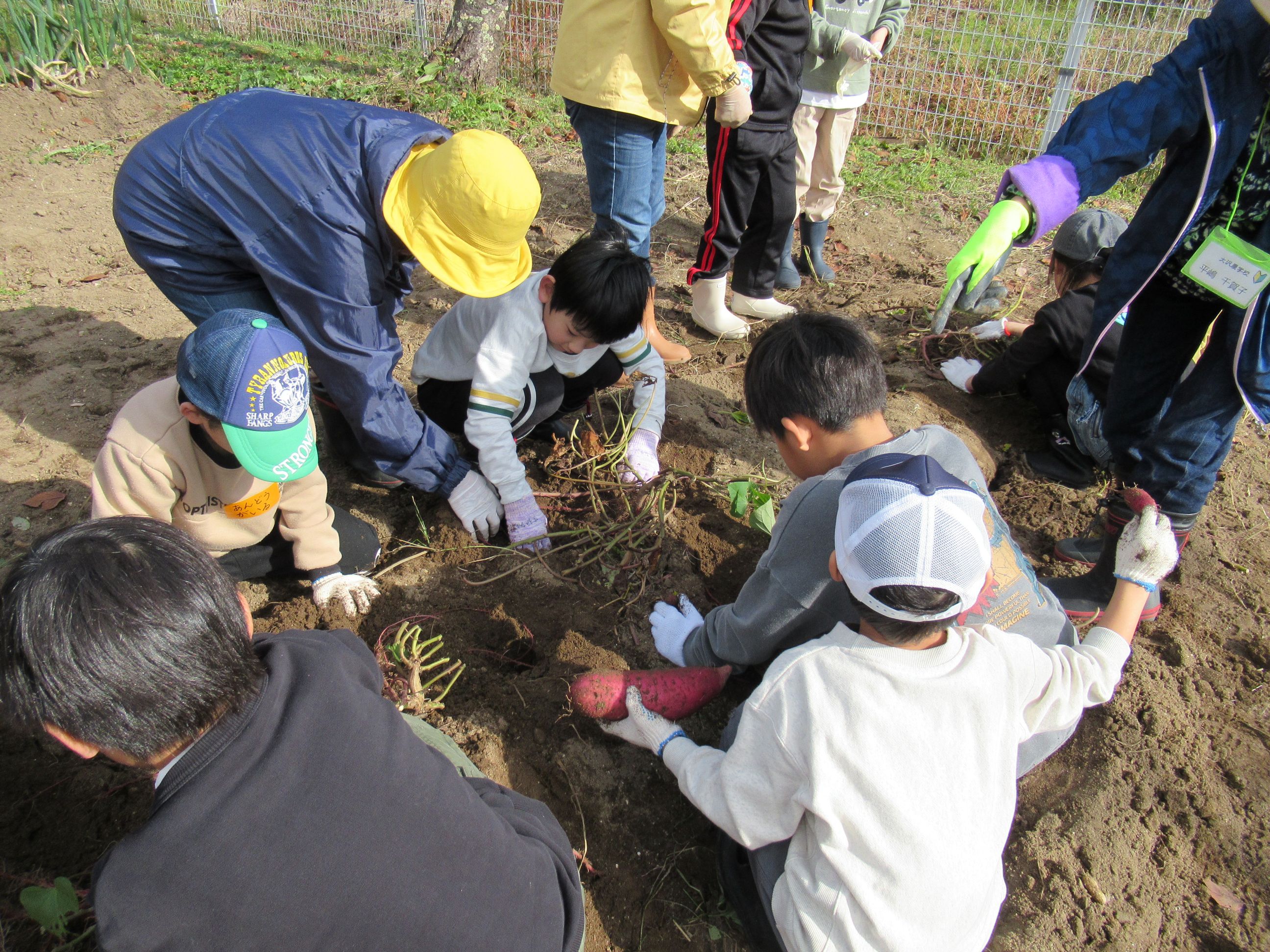一生懸命さつまいもを掘るこども達を励ましながら楽しく交流しました。