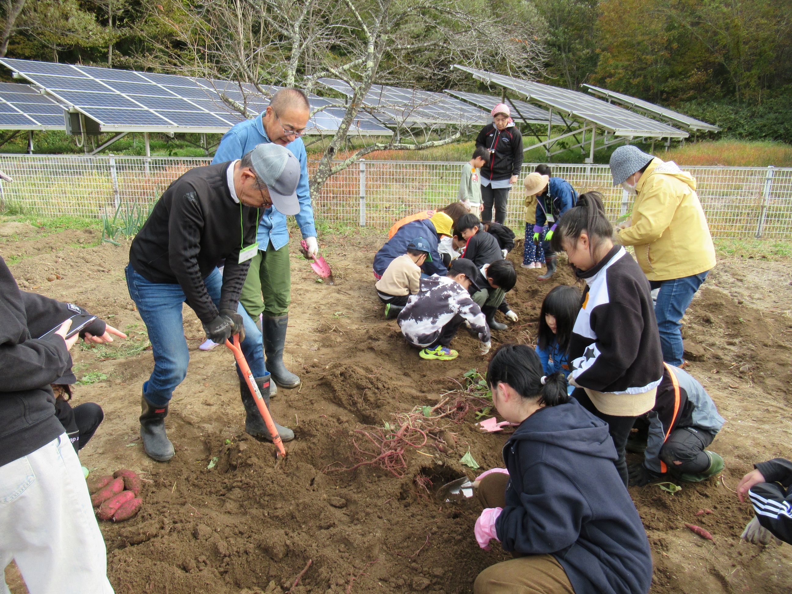 ふかふかの土から大きなさつまいもを発見。こども達は大喜びでした。