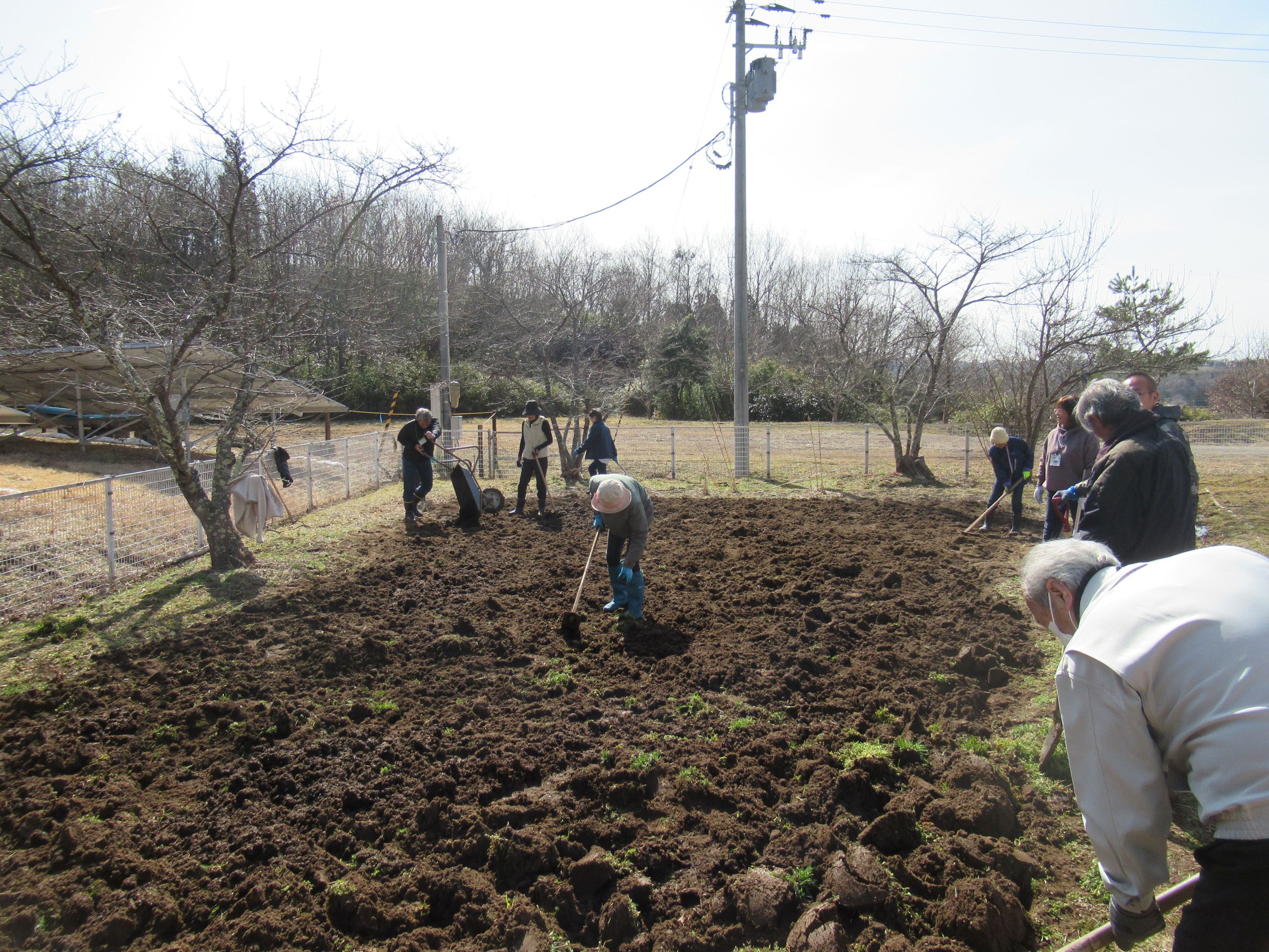 土の色が黒くなり、堆肥がまんべんなく混ぜ込まれたようです。