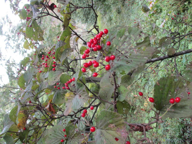 あおばカレッジ10月17日写真1