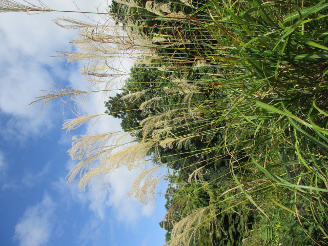 あおばカレッジ10月17日写真3