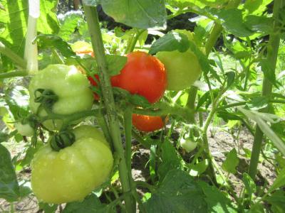 tomato1